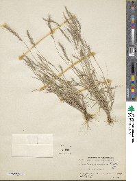 Muhlenbergia pereilema image