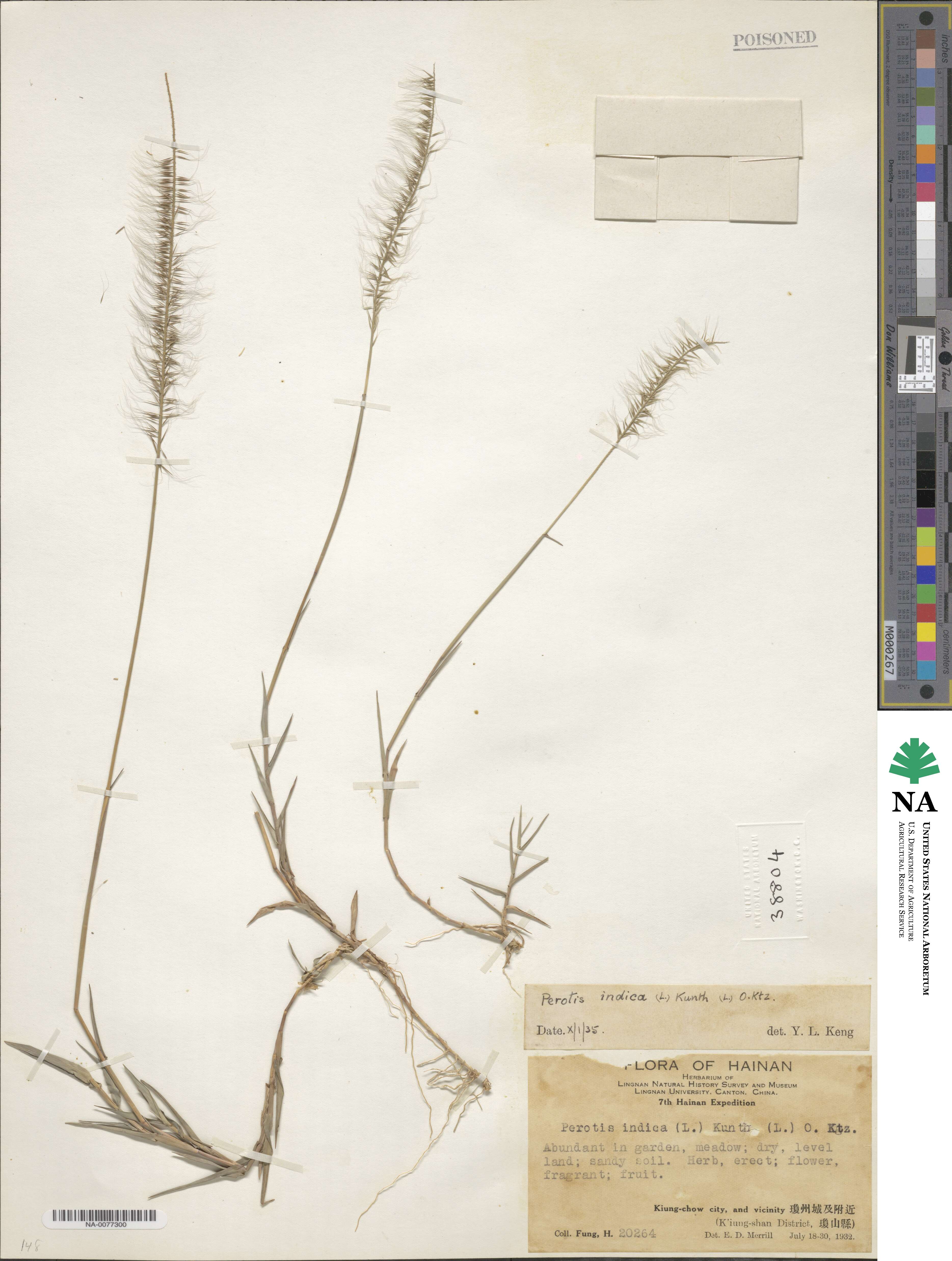 Perotis indica image