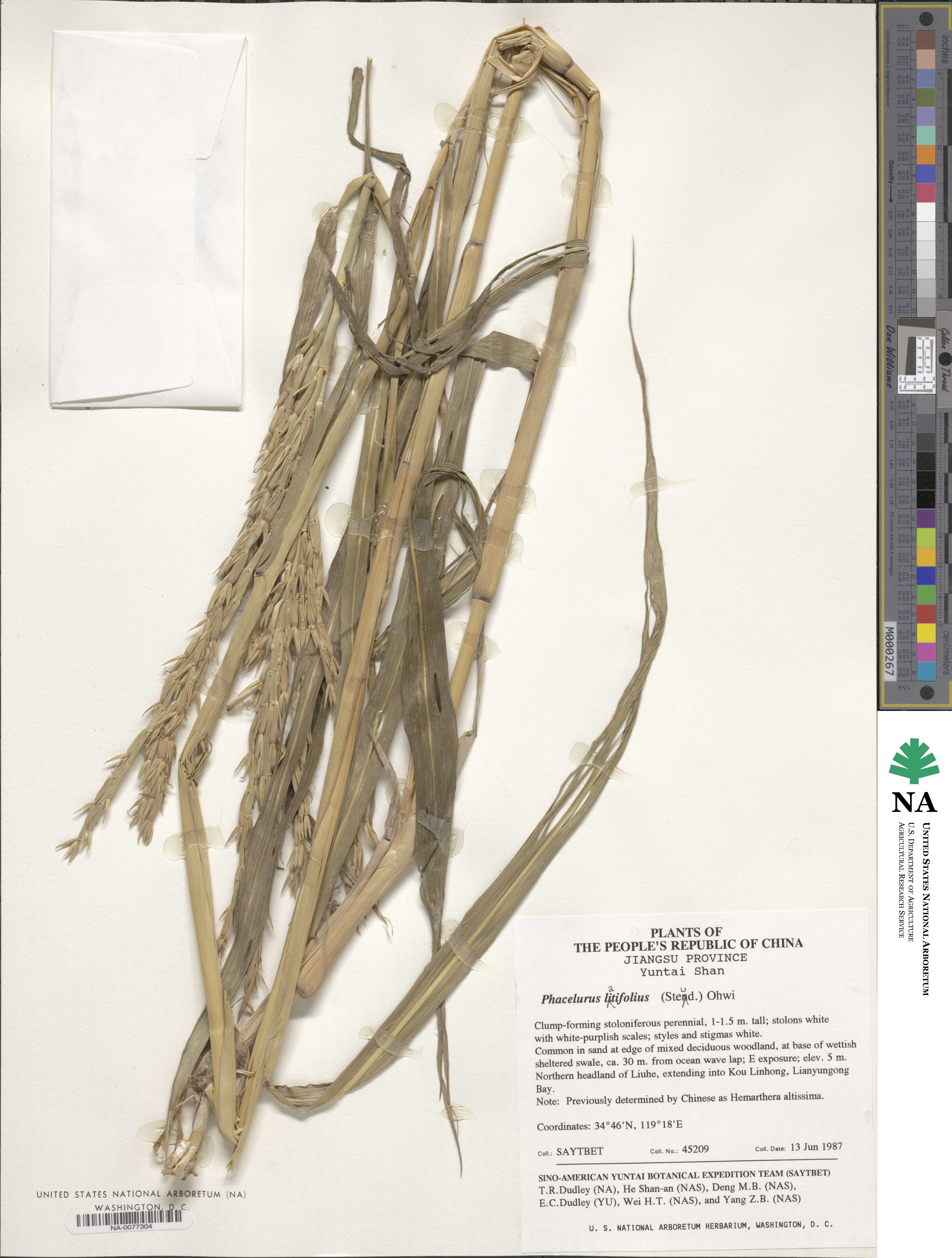 Phacelurus latifolius image