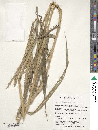 Phacelurus latifolius image