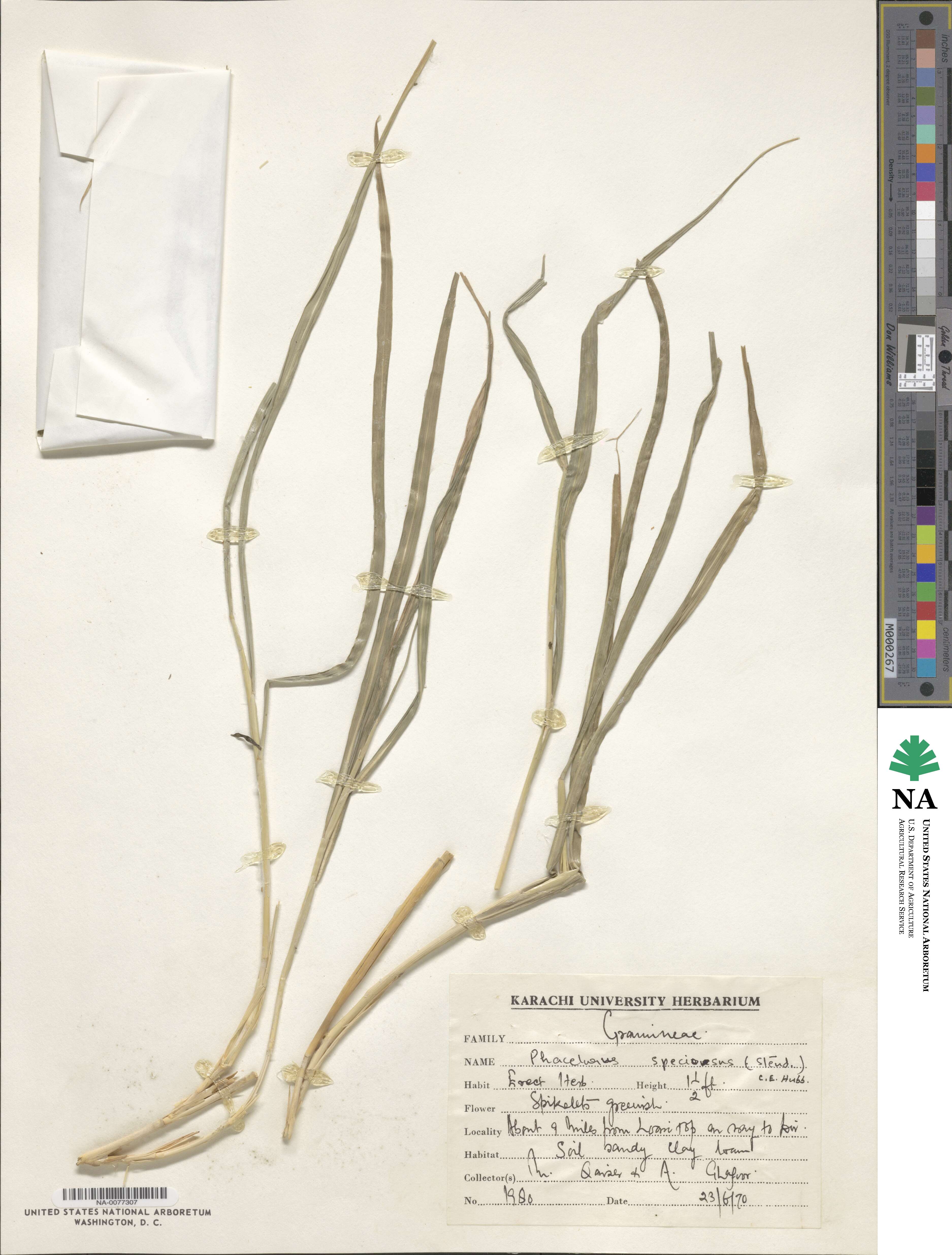 Phacelurus speciosus image