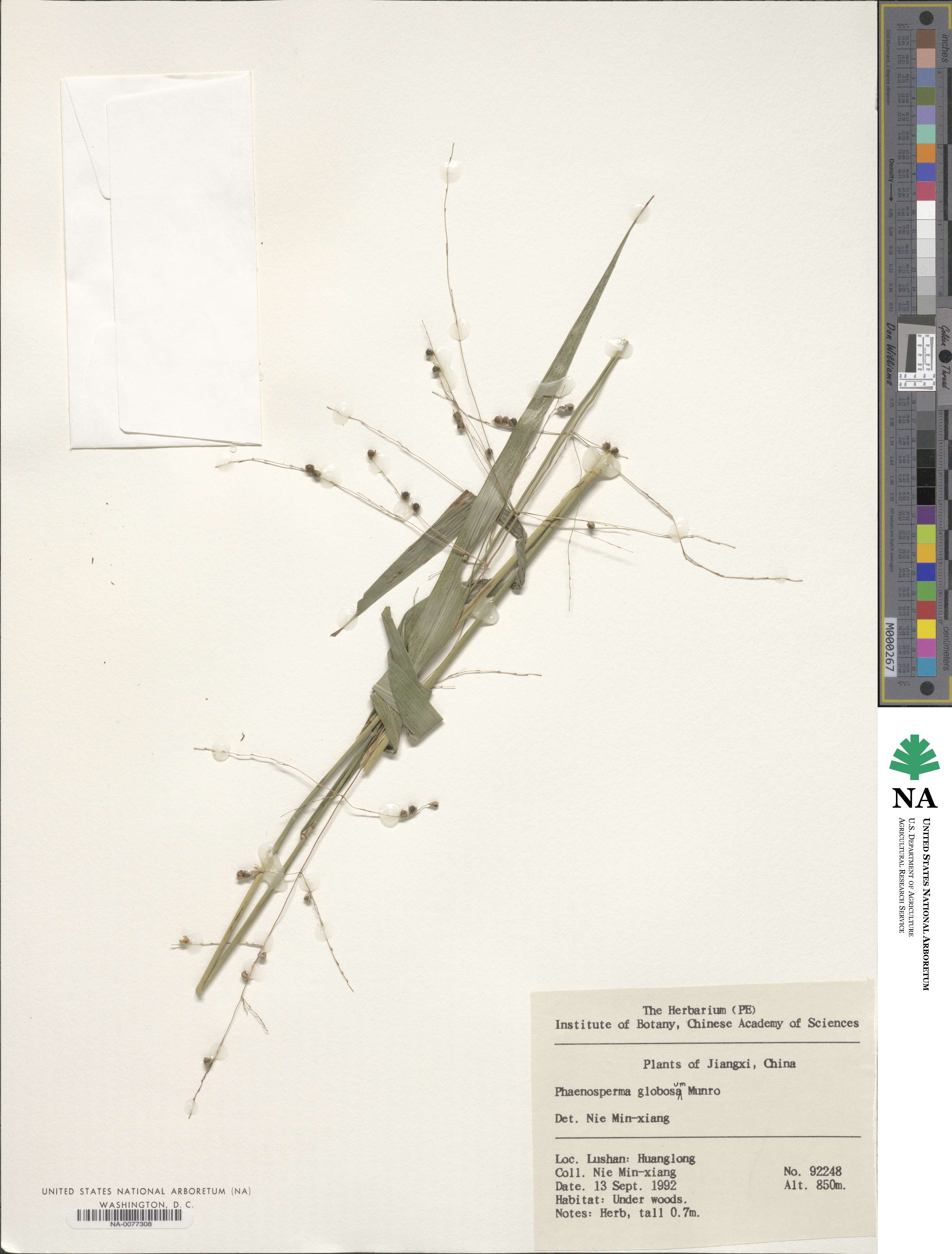 Phaenosperma globosum image