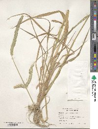 Phalaris angusta image