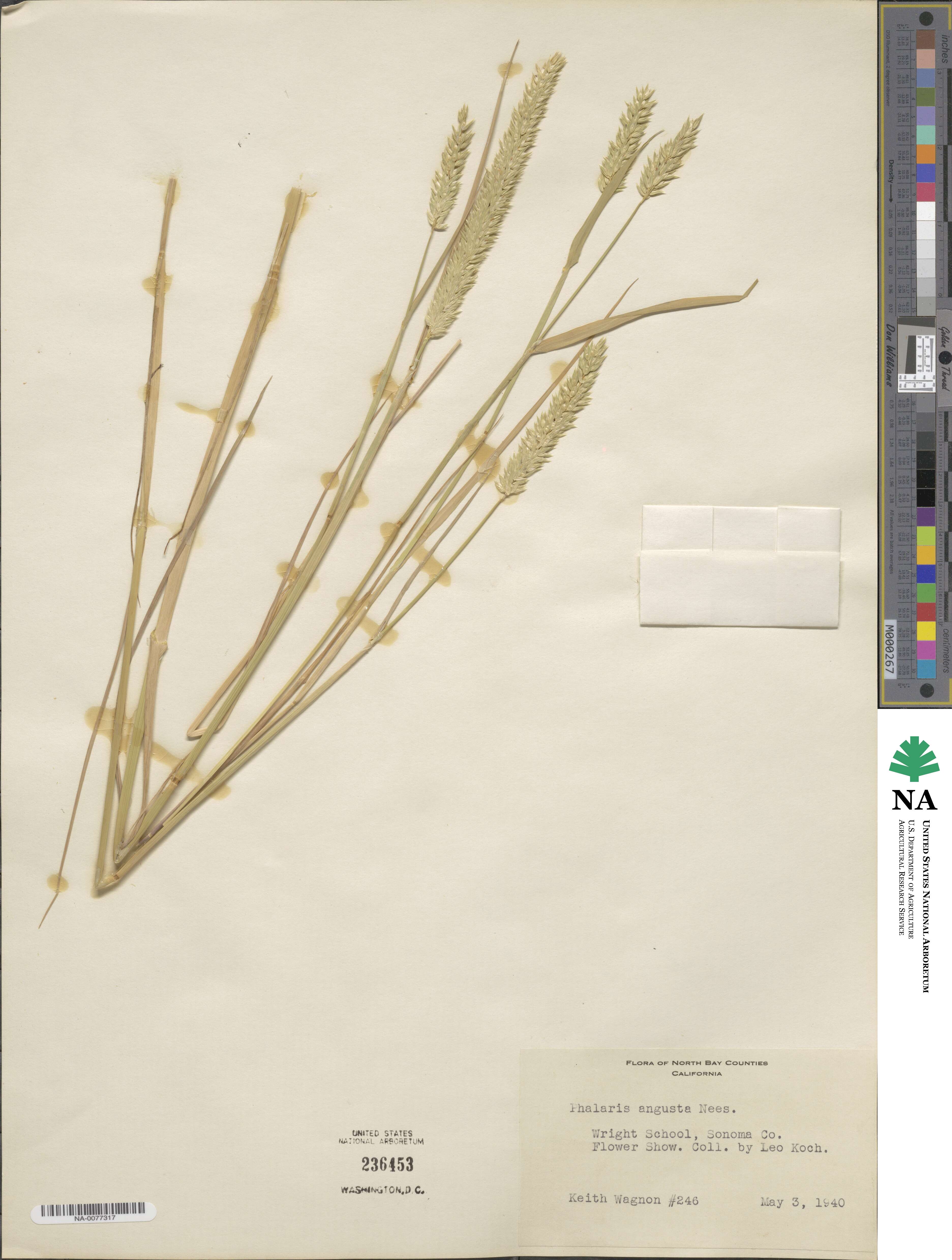 Phalaris angusta image
