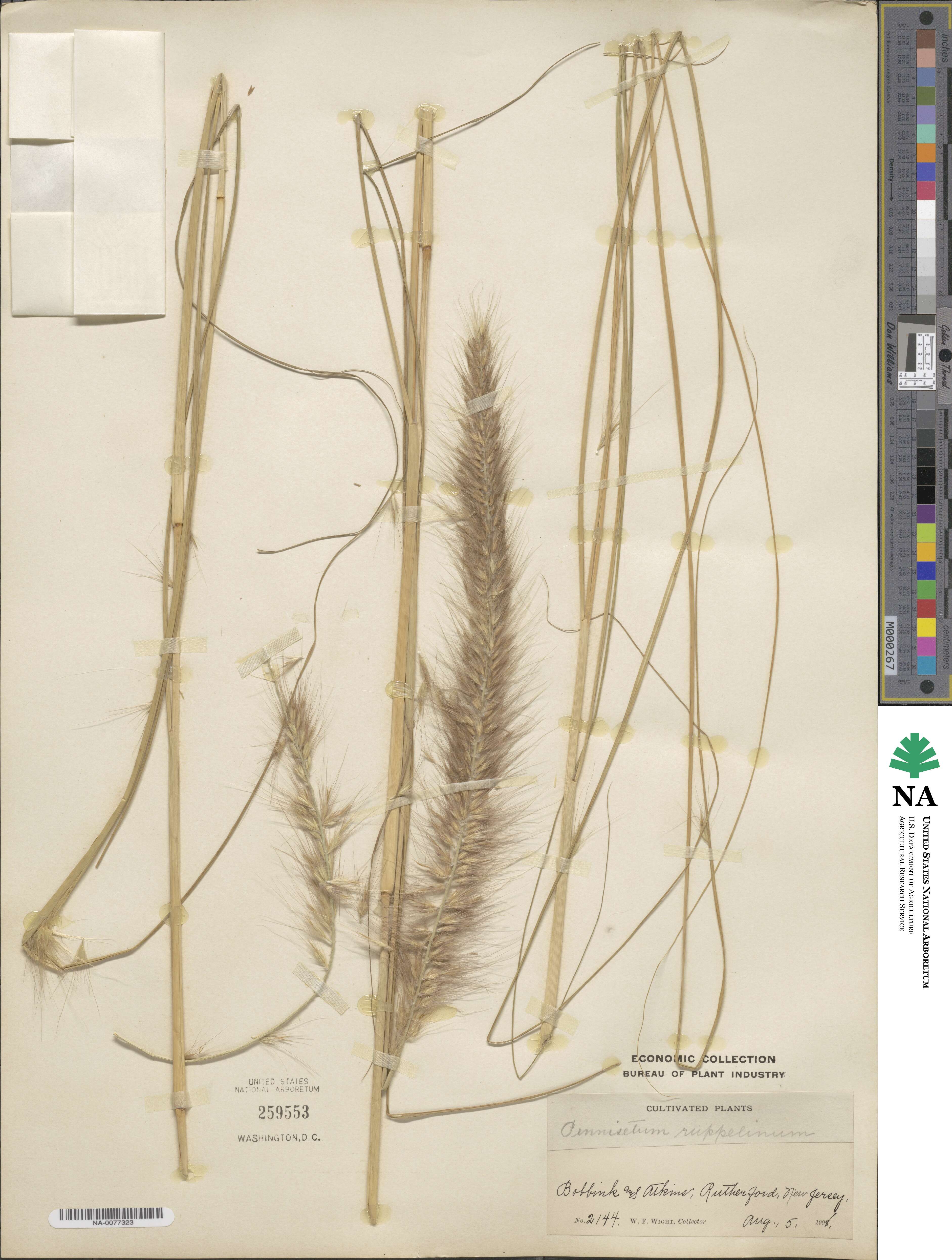 Cenchrus setaceus image