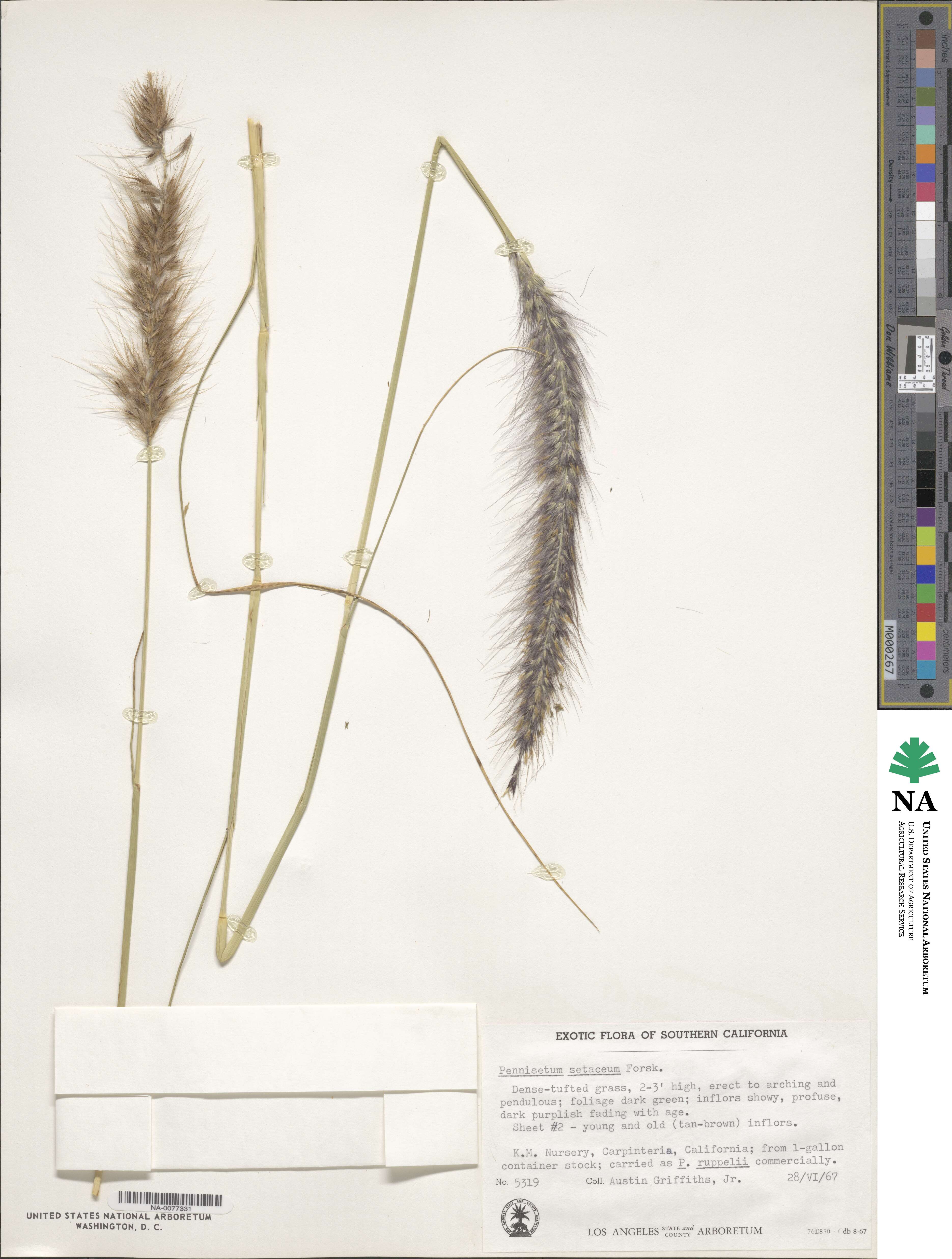 Cenchrus setaceus image