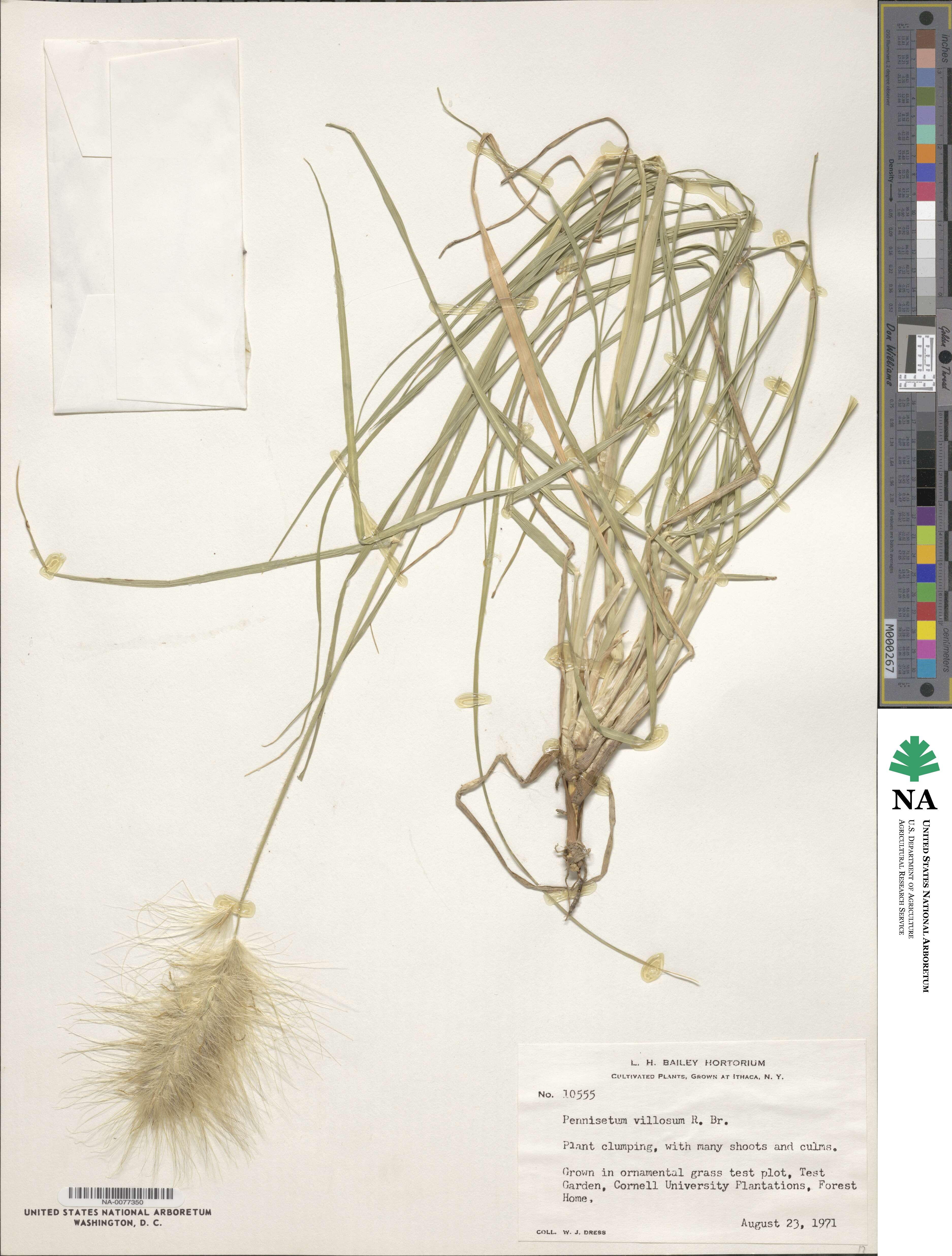 Cenchrus longisetus image