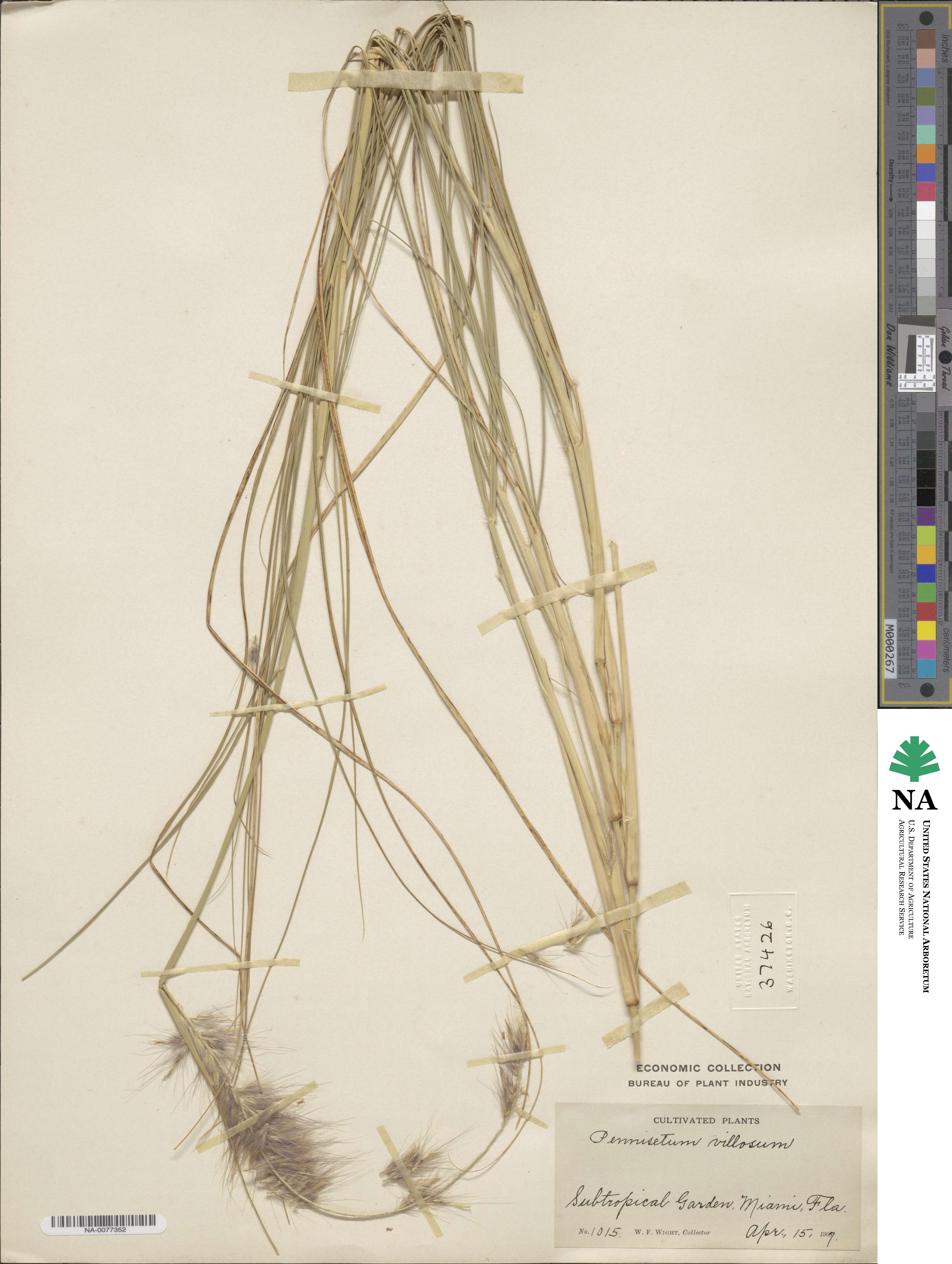 Cenchrus longisetus image