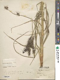 Cenchrus alopecuroides image