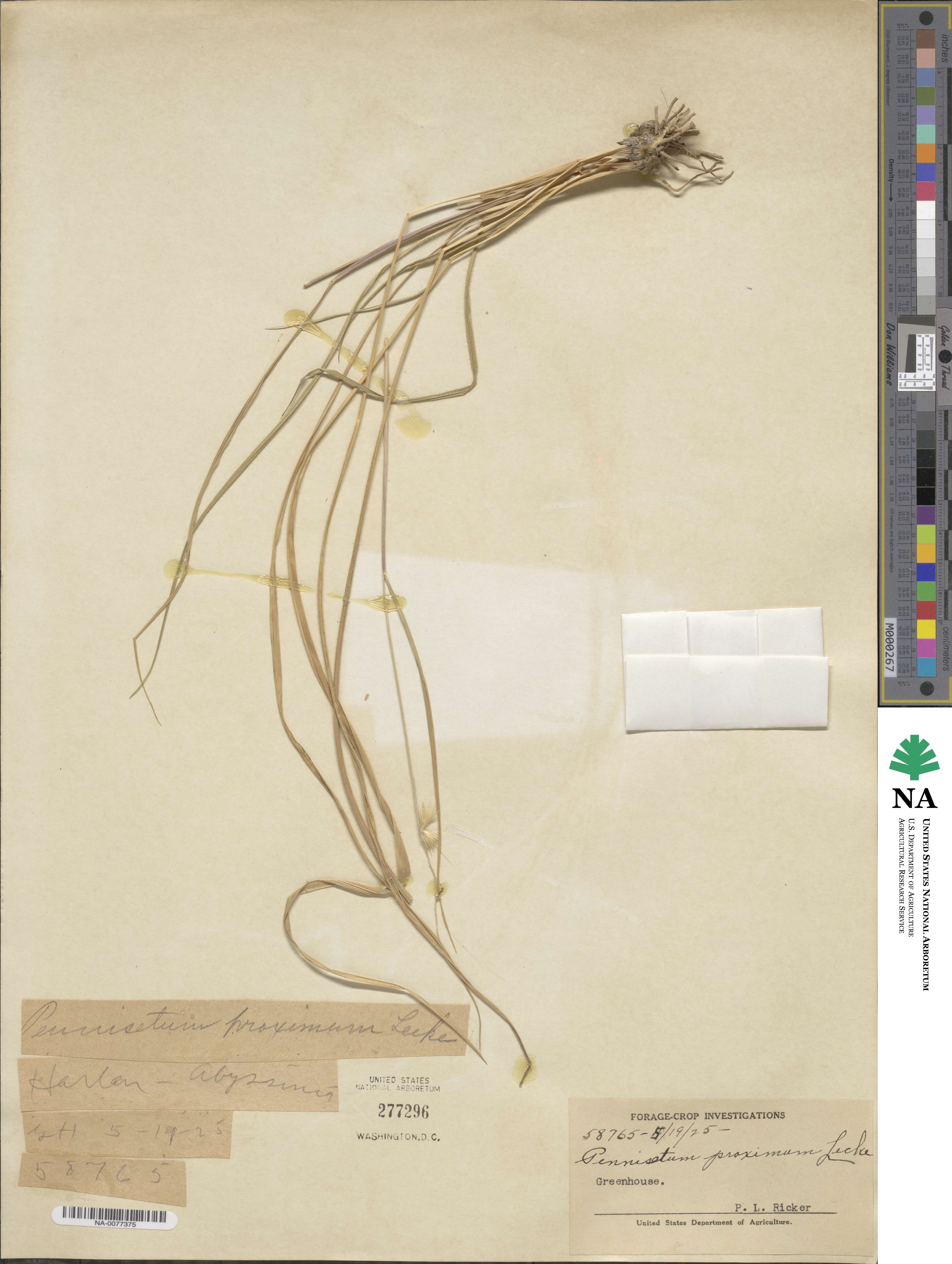 Cenchrus squamulatus image