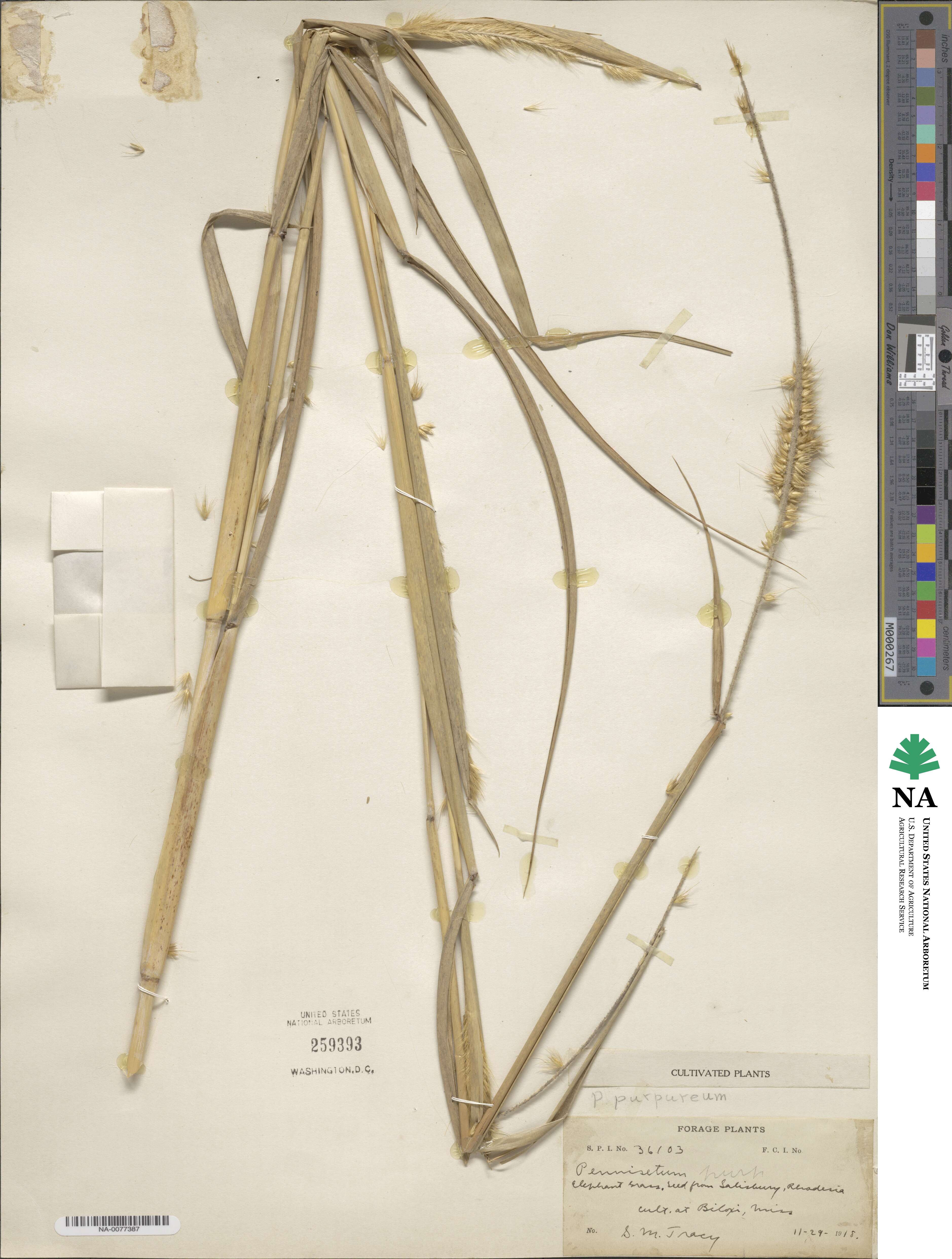 Cenchrus purpureus image