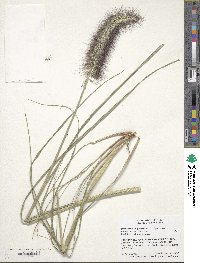 Cenchrus alopecuroides image