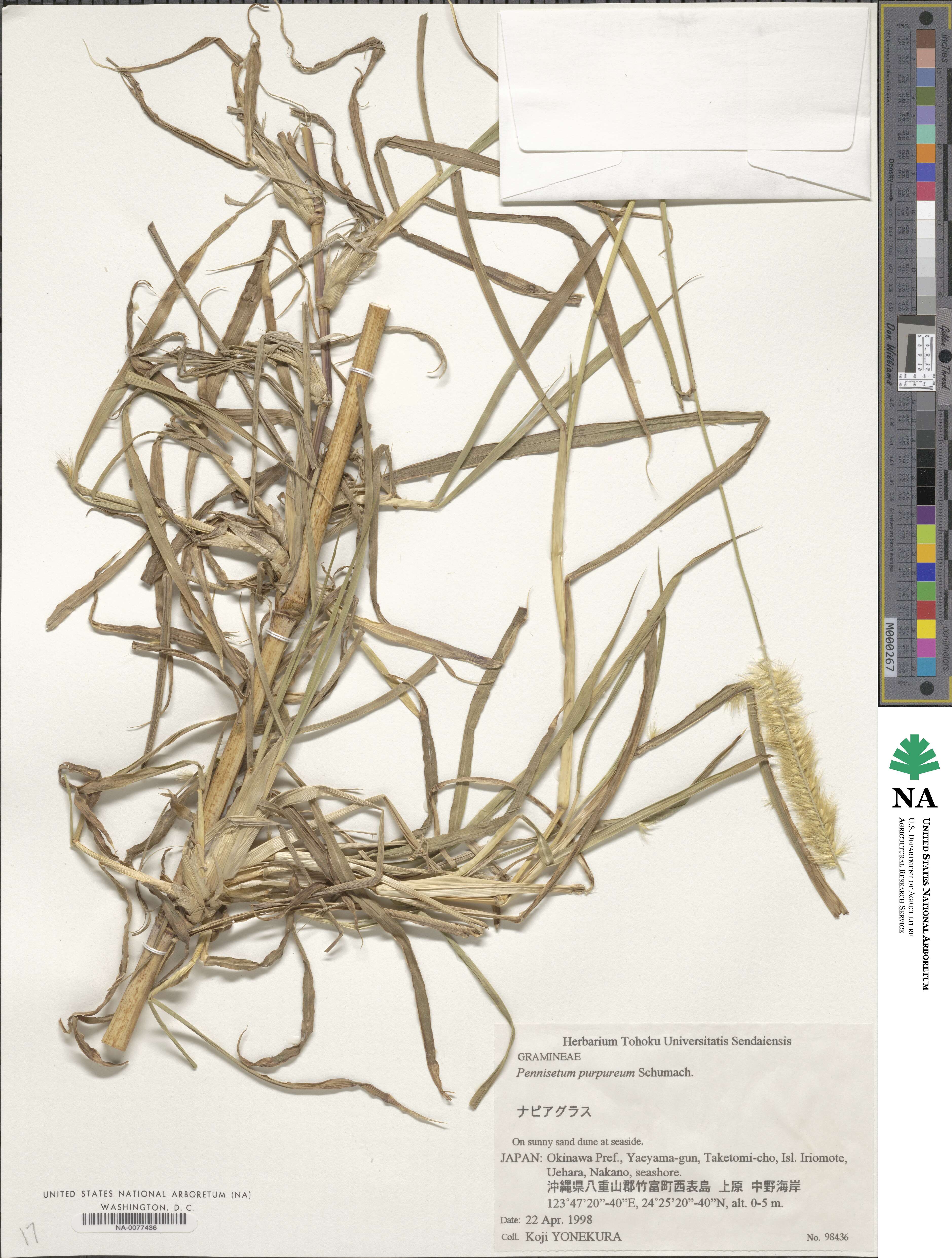 Cenchrus purpureus image