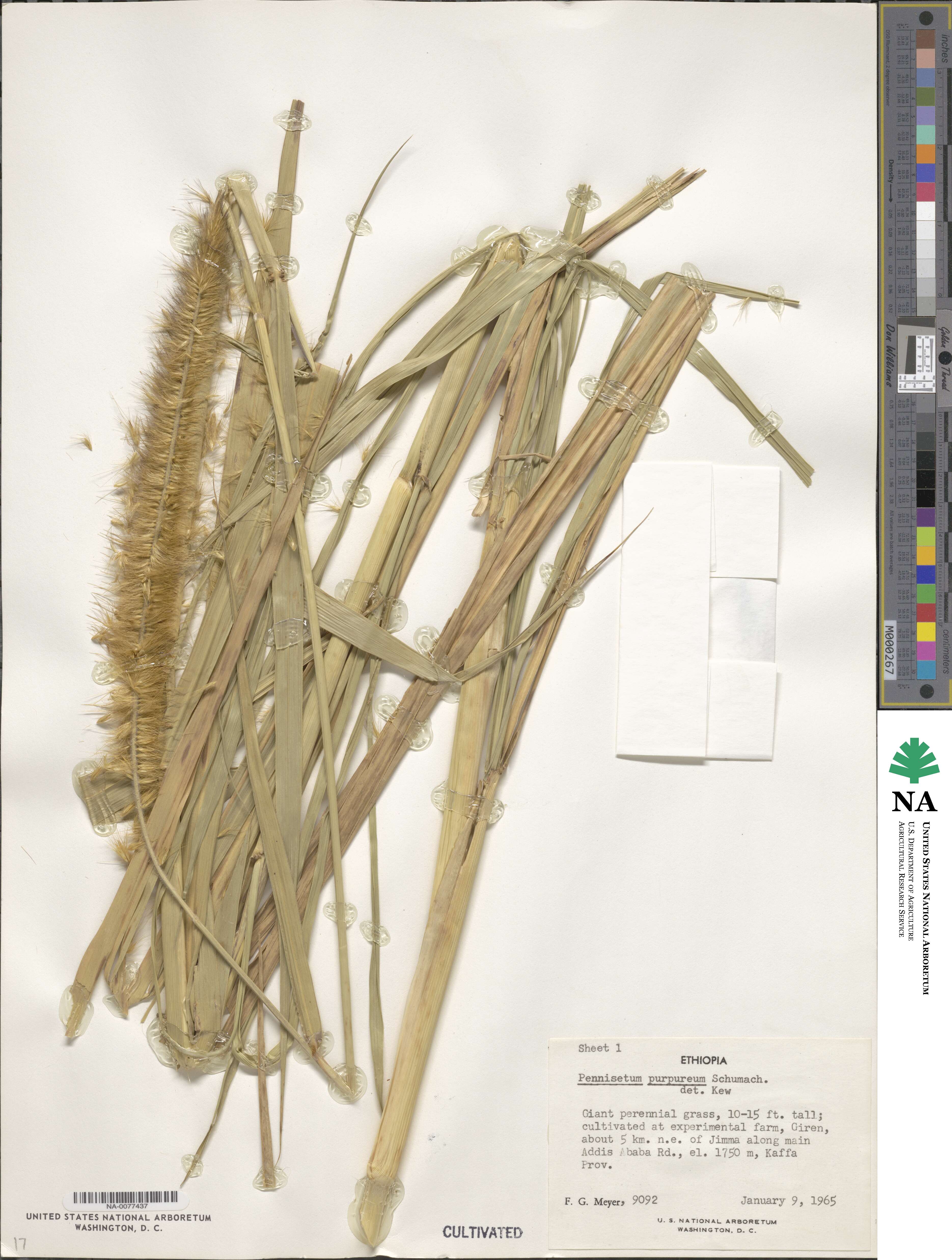 Cenchrus purpureus image