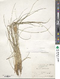 Cenchrus alopecuroides image