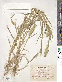 Phalaris minor image