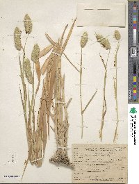 Phalaris minor image