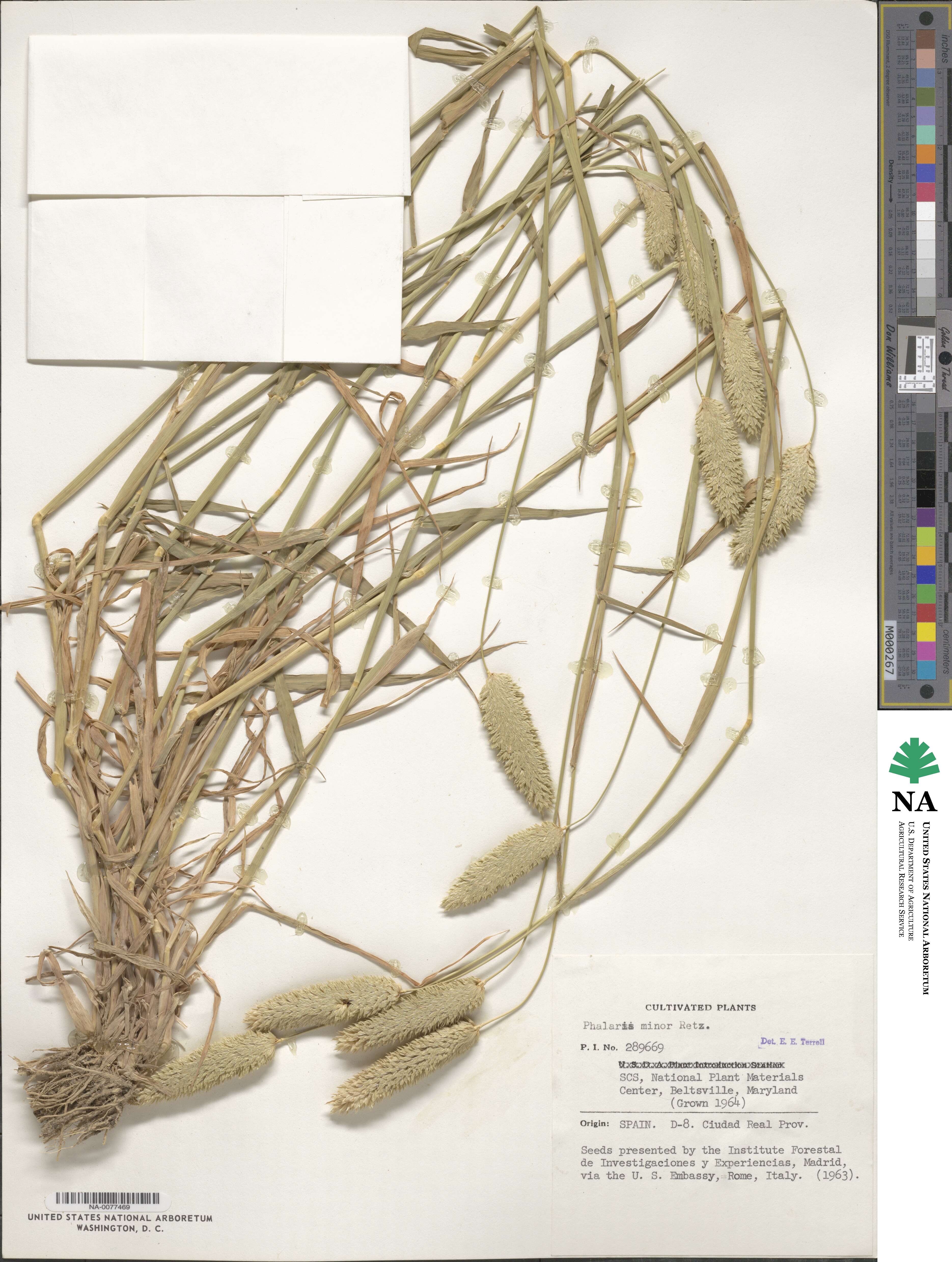 Phalaris minor image