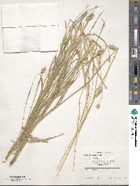 Phalaris minor image