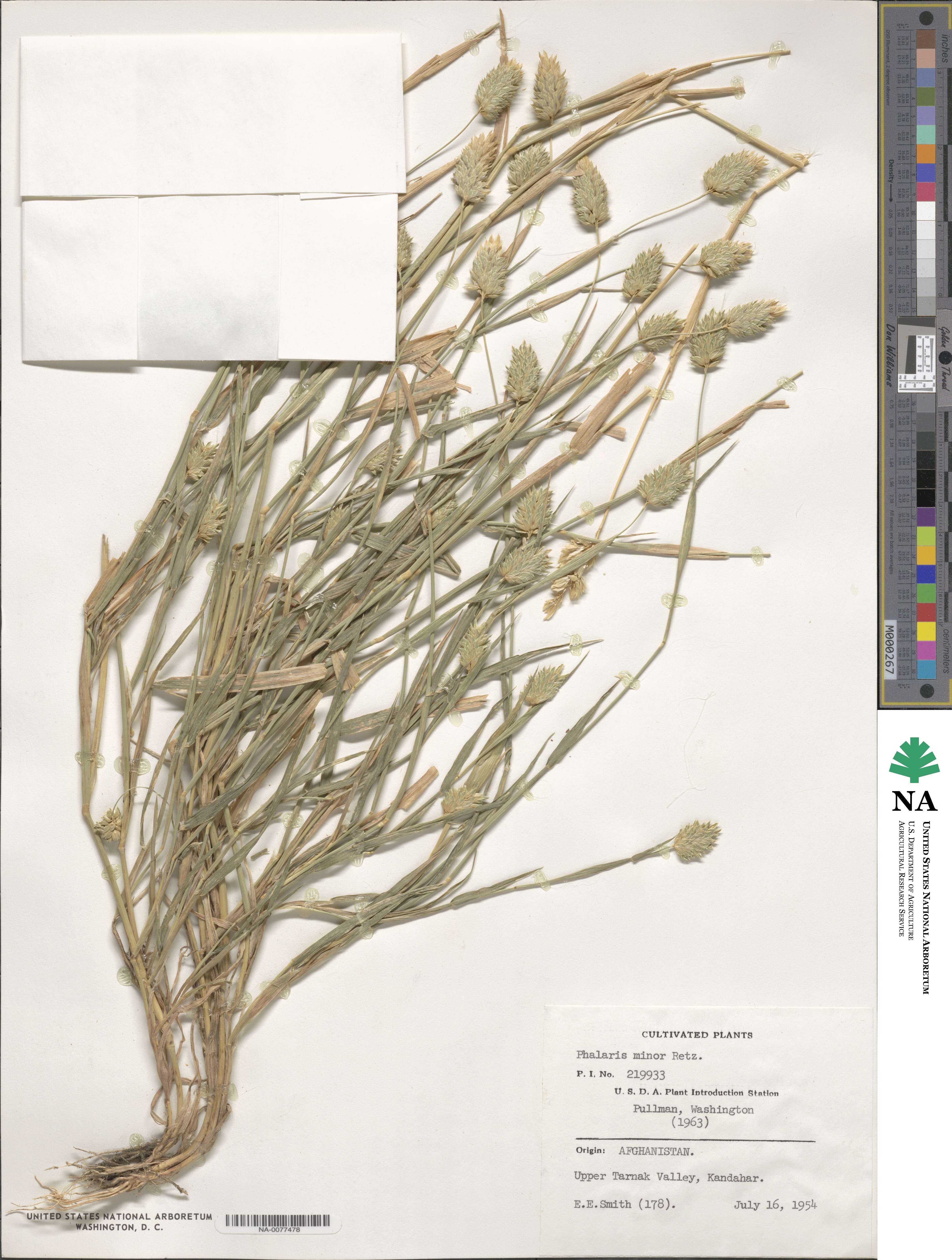 Phalaris minor image