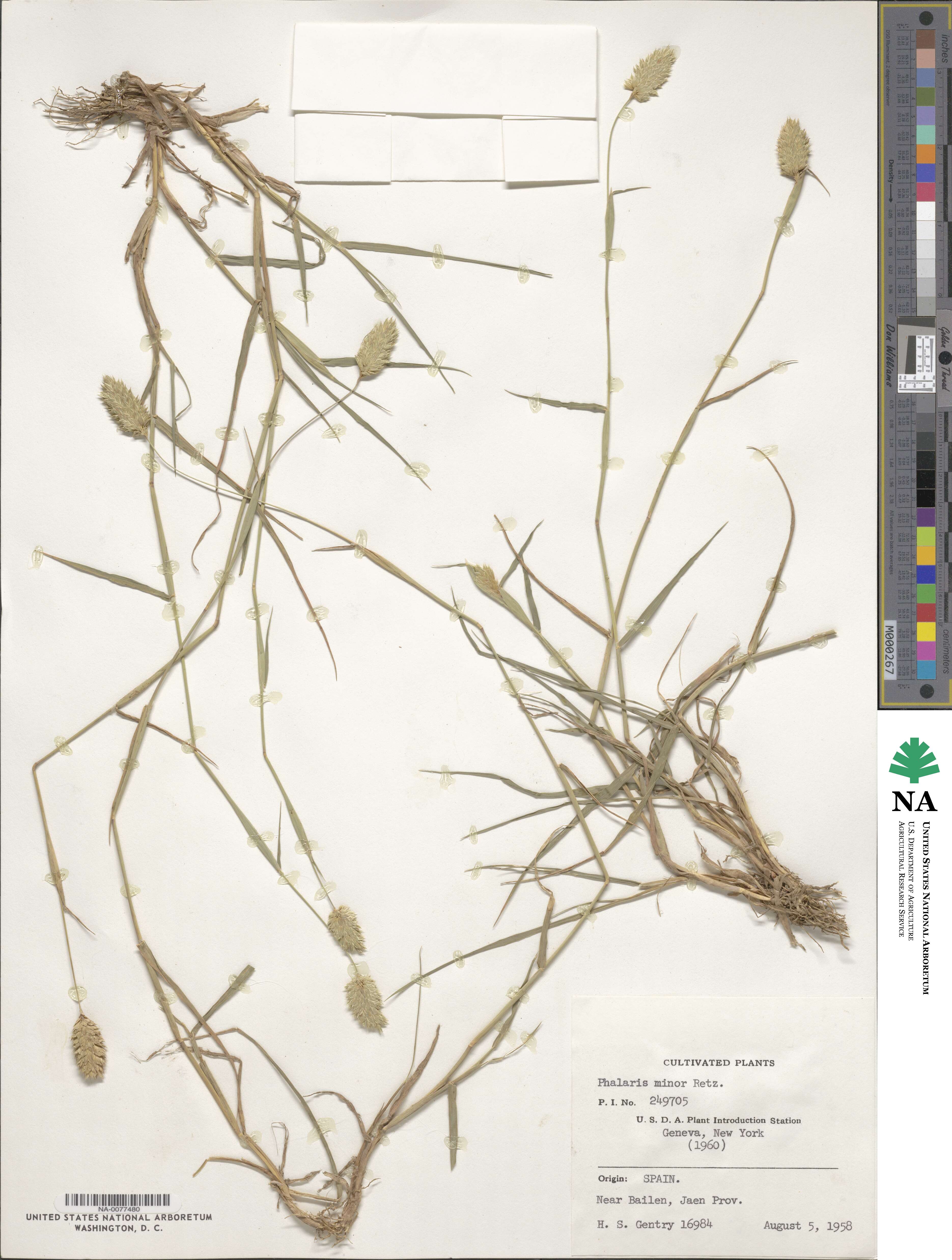 Phalaris minor image