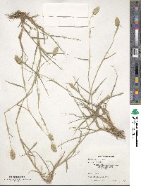 Phalaris minor image