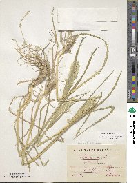 Phalaris aquatica image