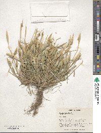 Phalaris paradoxa image