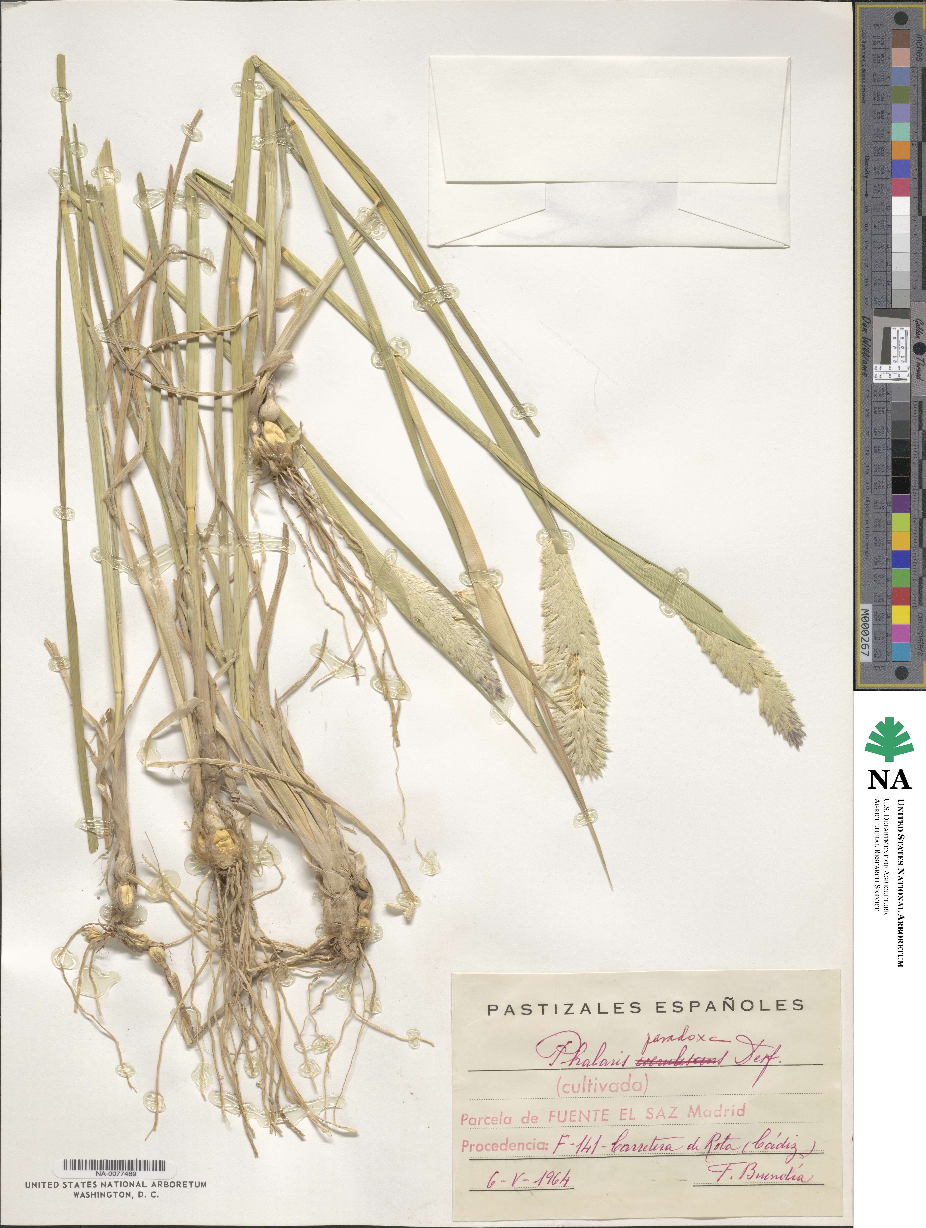Phalaris paradoxa image