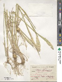 Phalaris paradoxa image