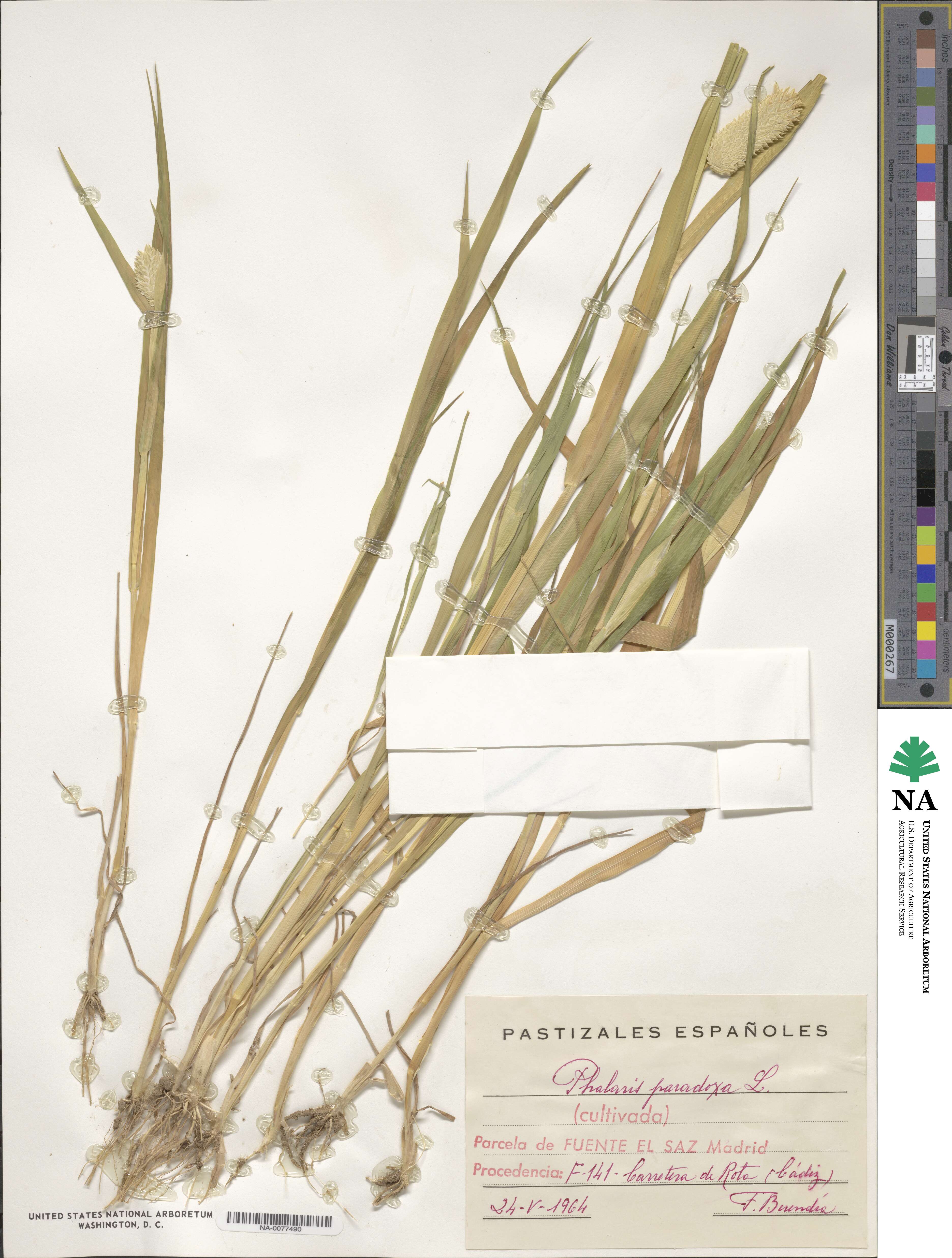 Phalaris paradoxa image