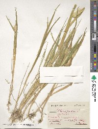 Phalaris paradoxa image