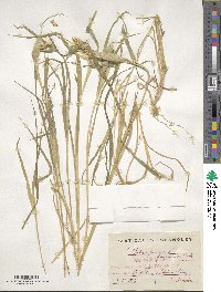 Phalaris paradoxa image