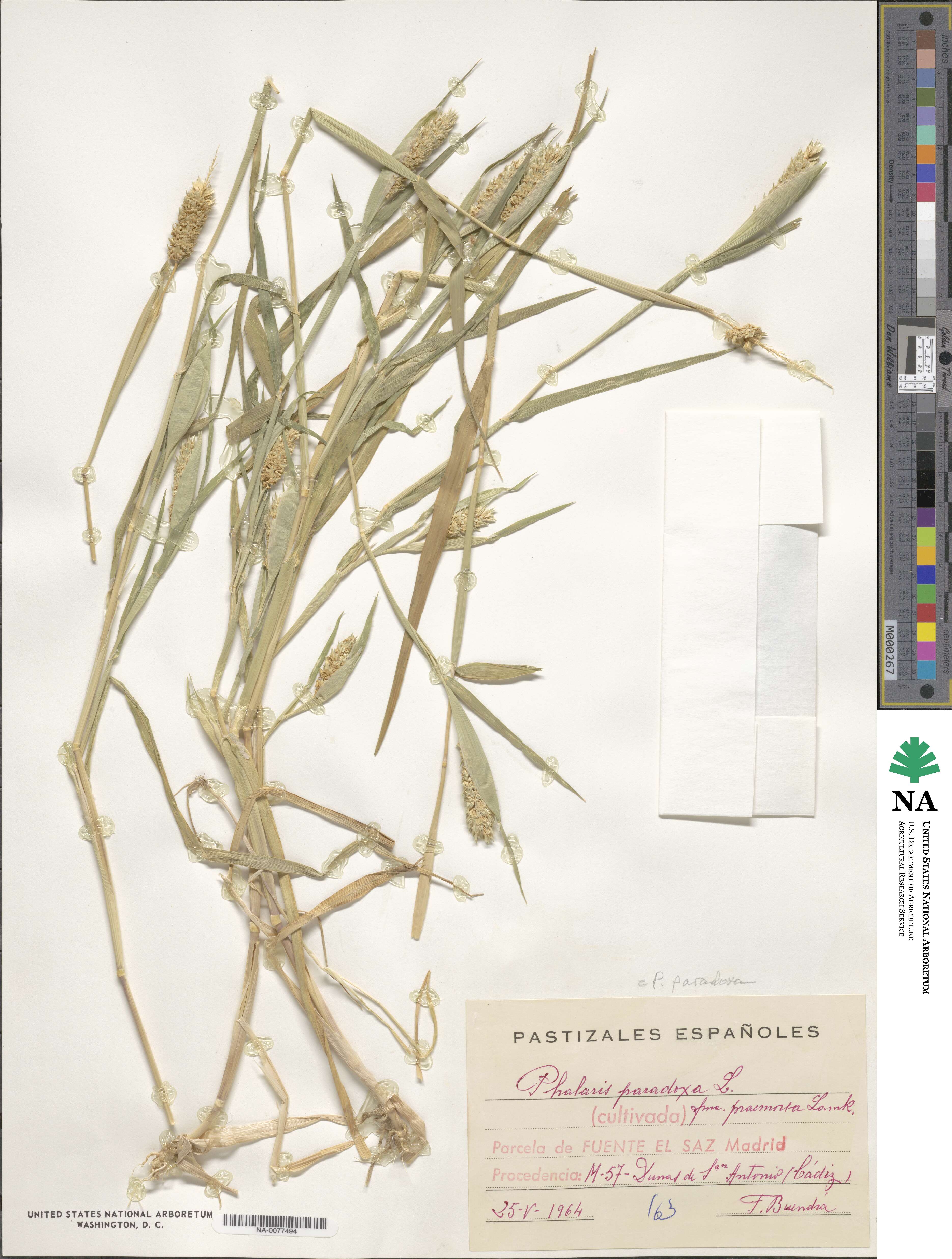 Phalaris paradoxa image