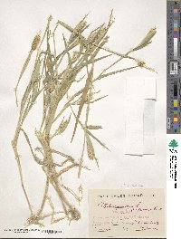 Phalaris paradoxa image