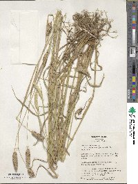 Phalaris aquatica image