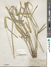 Phalaris aquatica image