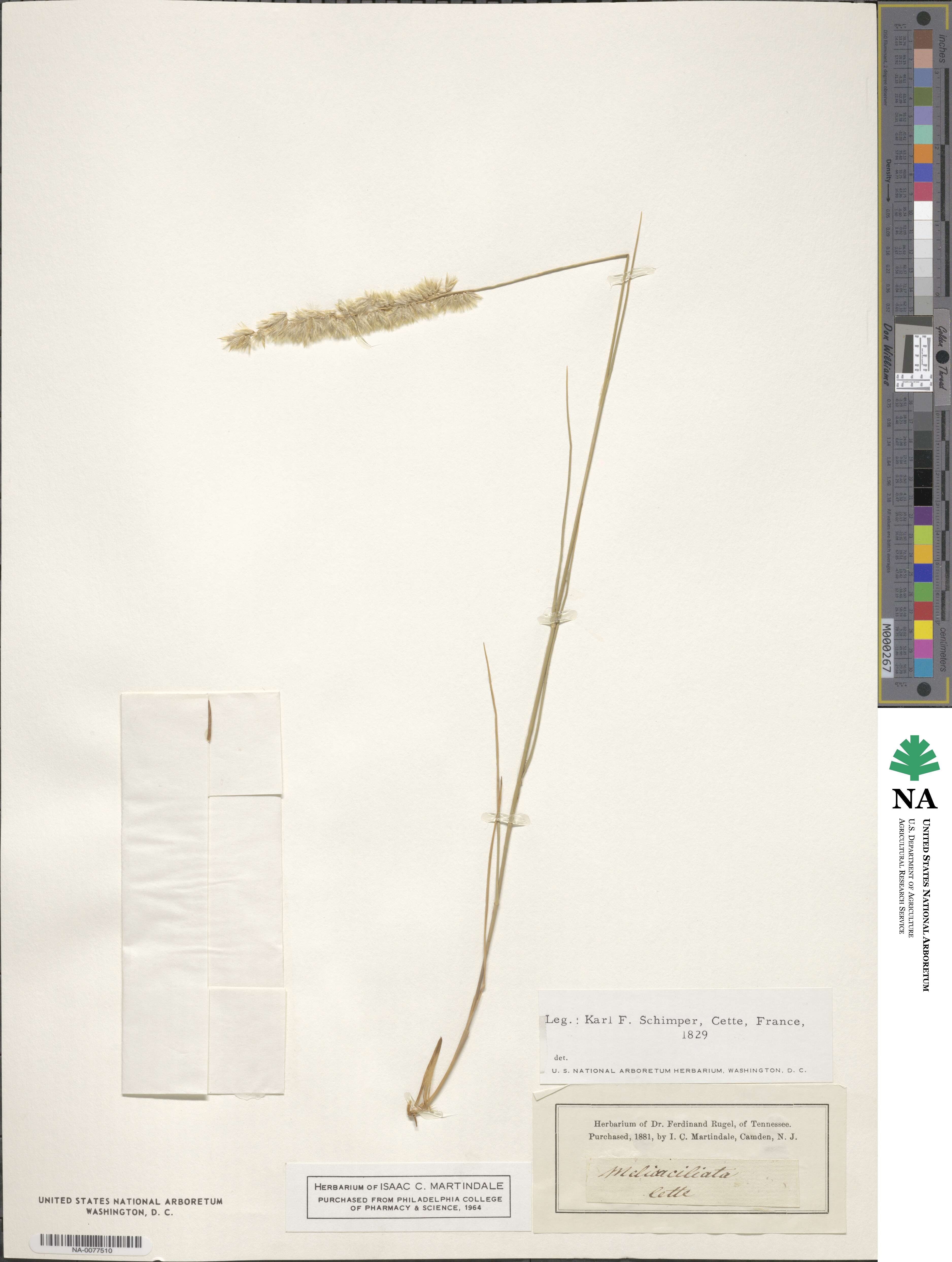 Melica ciliata image