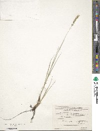 Melica ciliata image