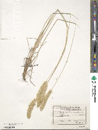 Image of Melica transsilvanica