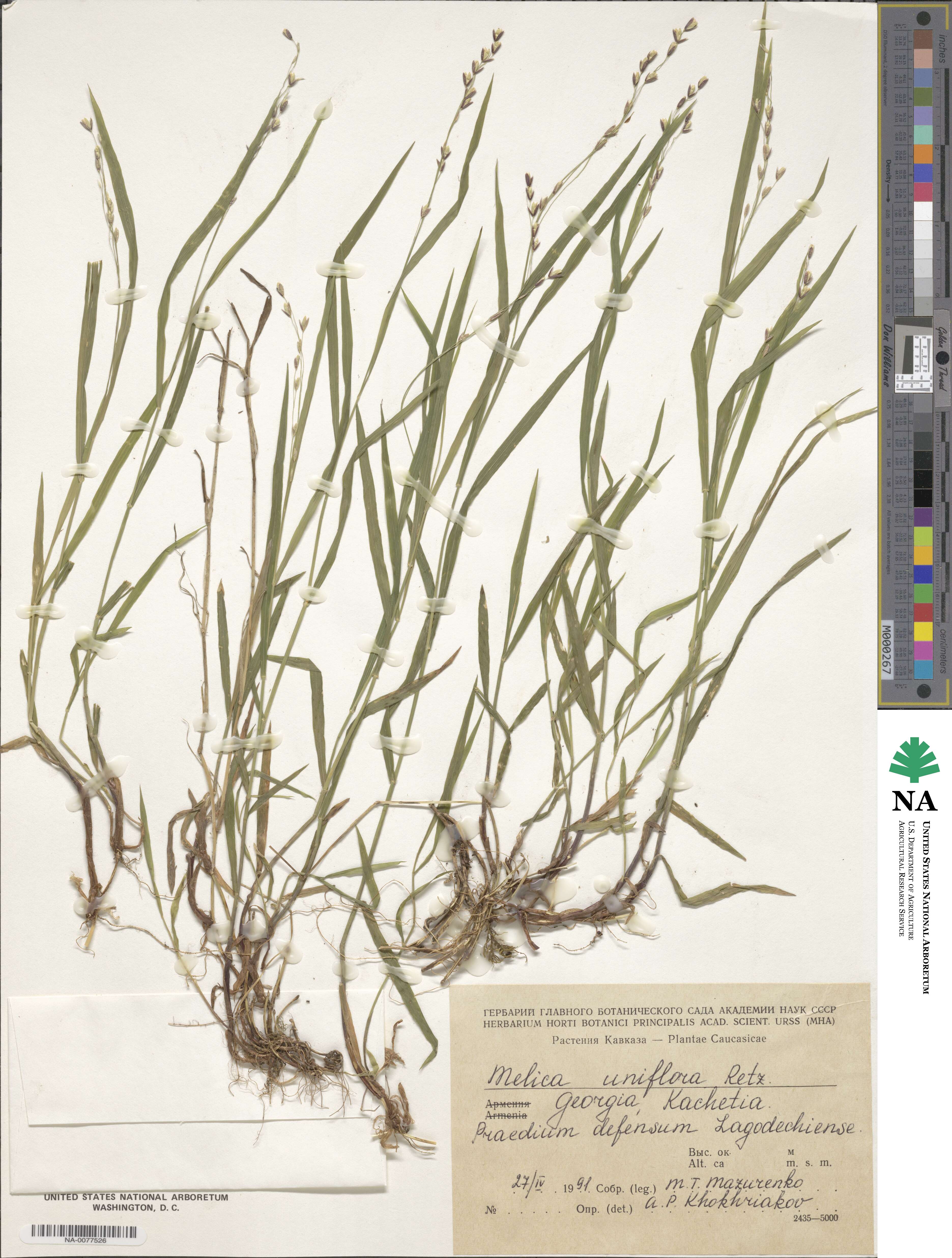 Melica uniflora image