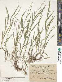 Image of Melica uniflora