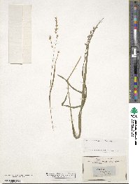 Melica uniflora image