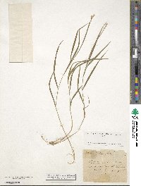 Melica uniflora image