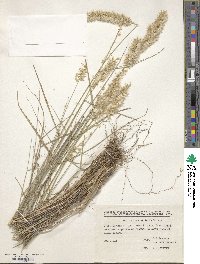 Melica persica image