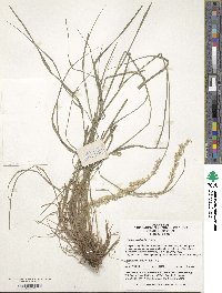 Melica scabrosa image