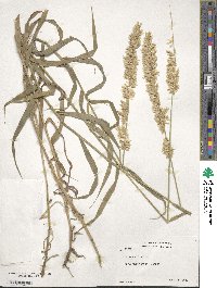 Melica altissima image