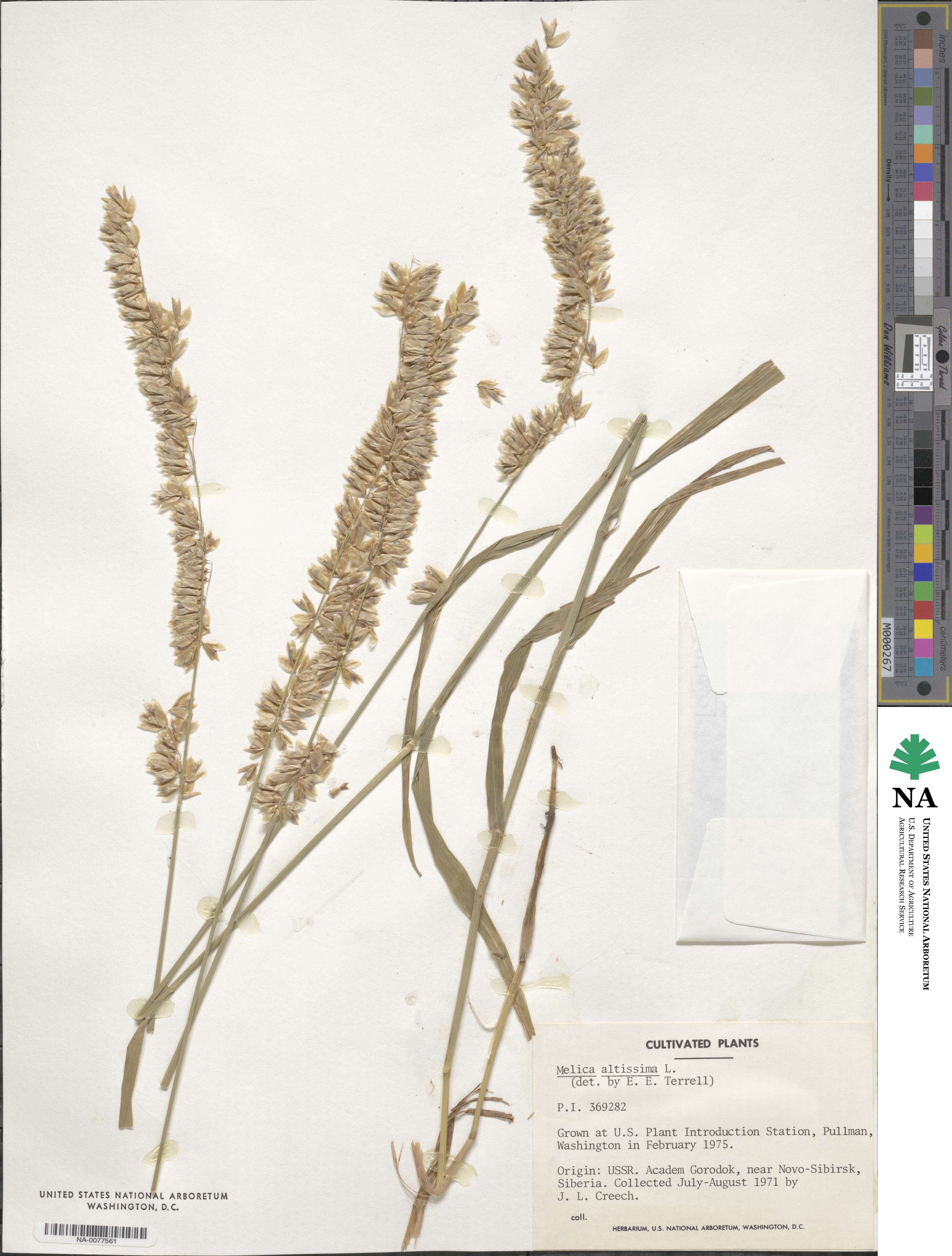 Melica altissima image
