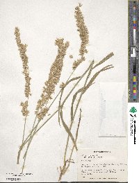 Melica altissima image