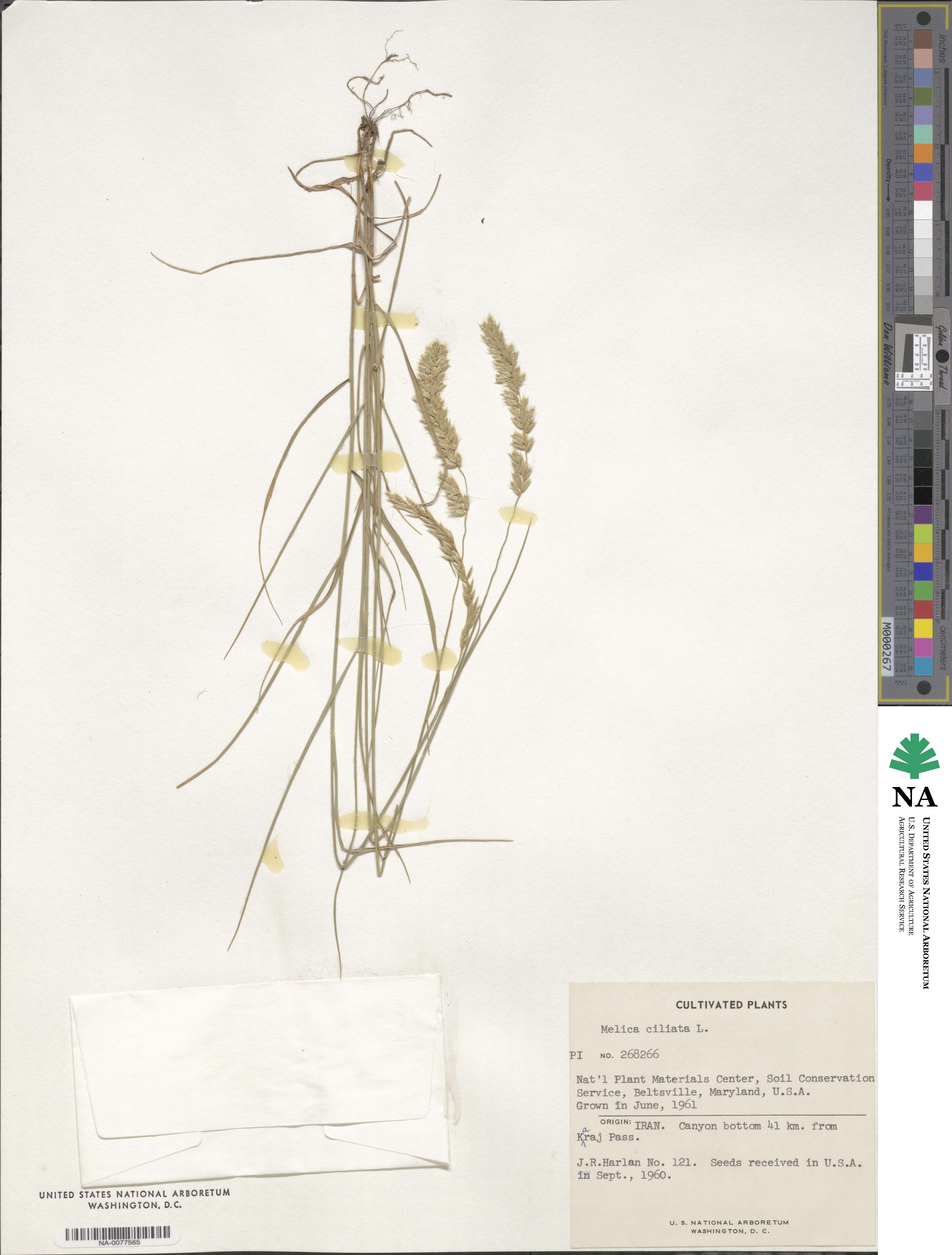Melica ciliata image